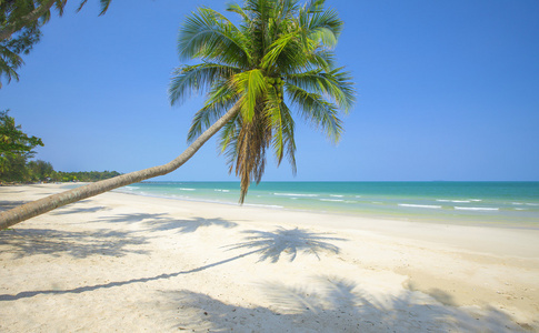 热带海滩和棕榈