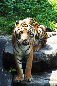 泰国动物园里的老虎