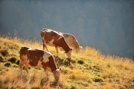 在秋天的景色放牧的奶牛图片