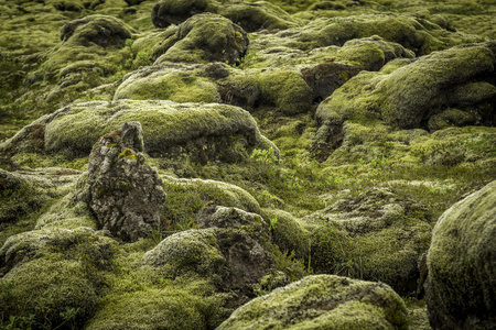 岩石和苔藓