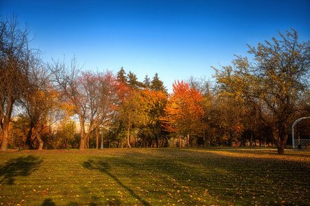 小巷里的秋天的公园树木与黄色的树叶
