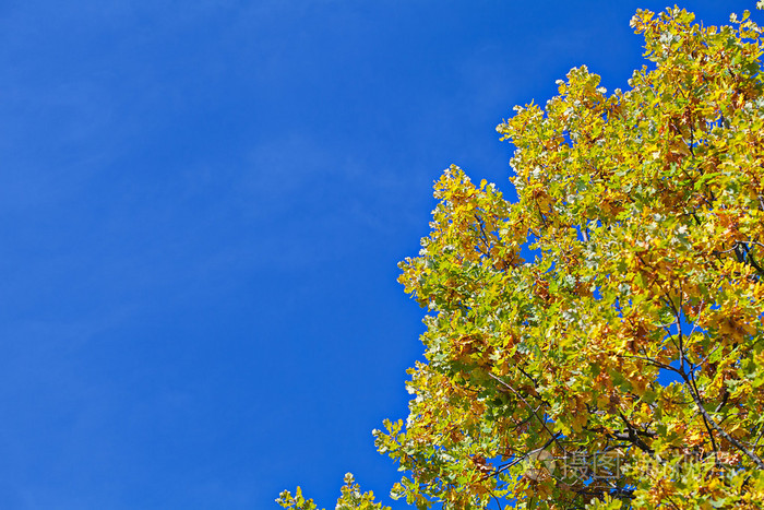 黄色秋天一棵树,湛蓝的天空帧背景