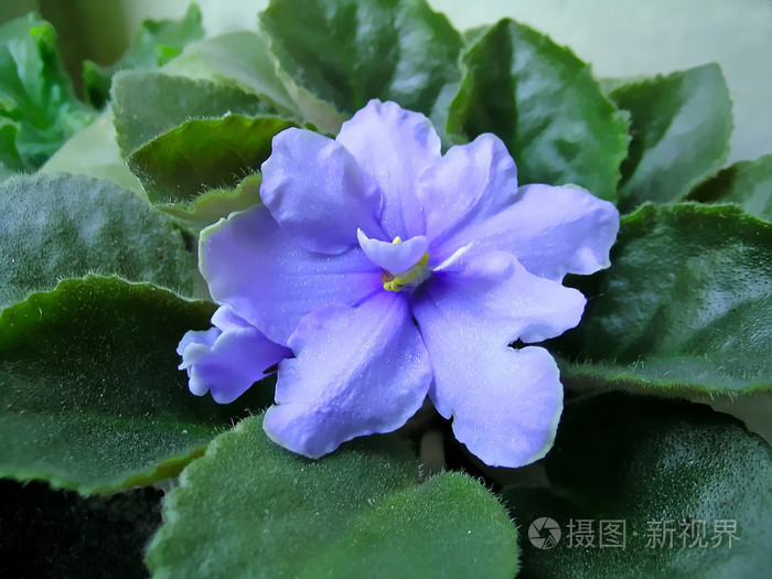 紫罗兰色的蓝色小花