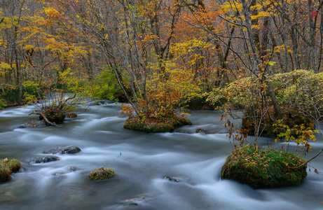 Oirase 峡谷，在秋天，在日本青森县，