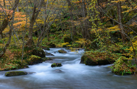 Oirase 峡谷，在秋天，在日本青森县，