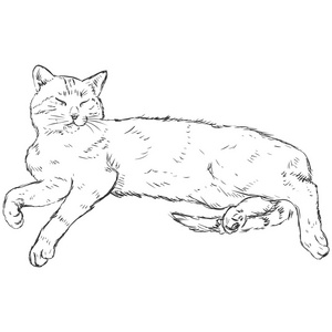 素描躺猫