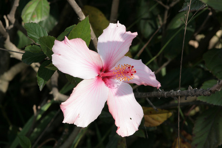 芙蓉花盛开