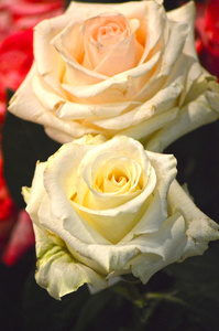 黄色和粉红色玫瑰皇后的花