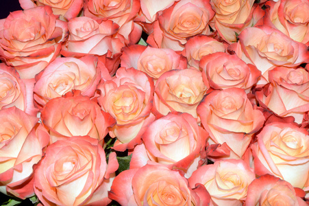 许多红粉黄色玫瑰的香气令人兴奋