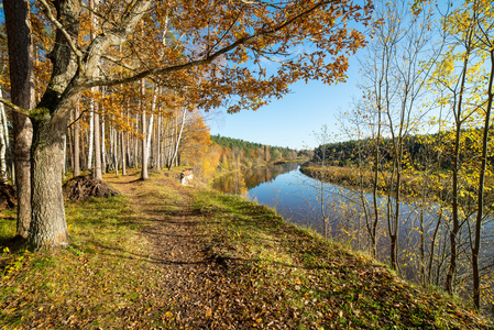 在树林里的秋天彩色的旅游步道