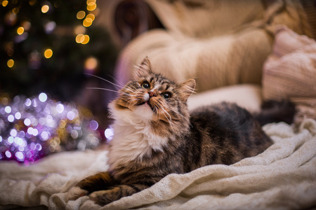 狸花猫戏剧 爪子 假日