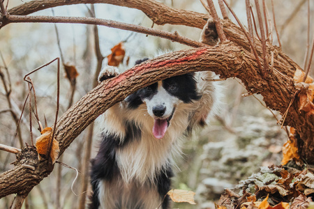 听话的狗品种边境牧羊犬。肖像，秋天，大自然，技巧，培训