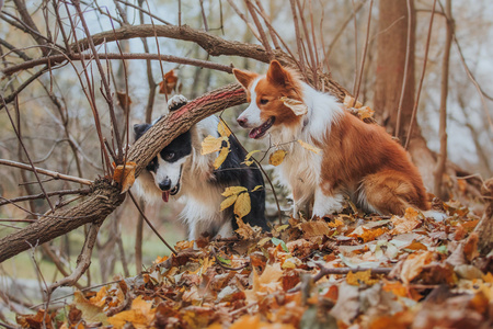 听话的狗品种边境牧羊犬。肖像，秋天，大自然，技巧，培训