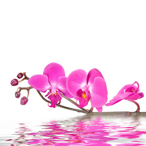 花卉背景 粉色的兰花花朵孤立在一块白色幕布和波浪的水面中的倒影