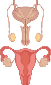 人体解剖学睾丸  子宫
