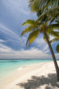 美丽的热带海滩，马尔代夫有棕榈树