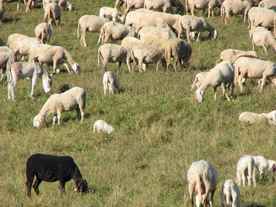 绵羊羊放牧