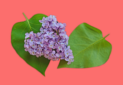树叶和花瓣淡紫色心形 情人节那天，明信片