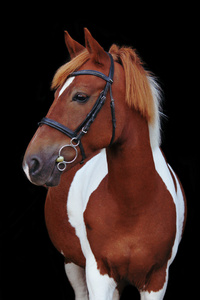 美丽花斑威尔士小马肖像