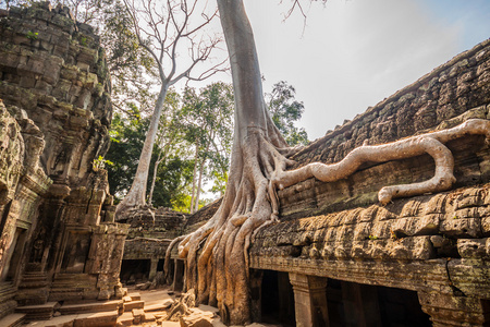 树在柬埔寨吴哥窟塔普隆