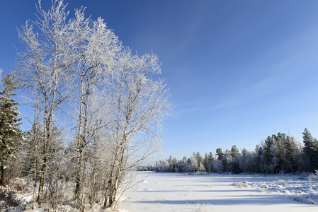 风景秀丽的冬季森林景观在俄罗斯北部