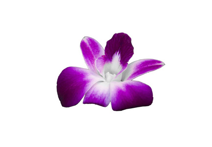 隔离紫色兰花  