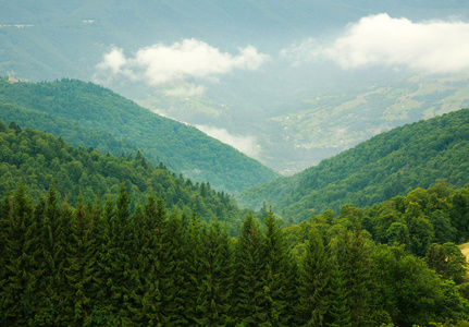 在山上，自然背景景观绿色森林