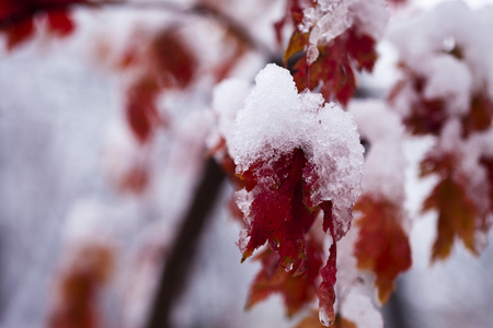 在雪中的树叶