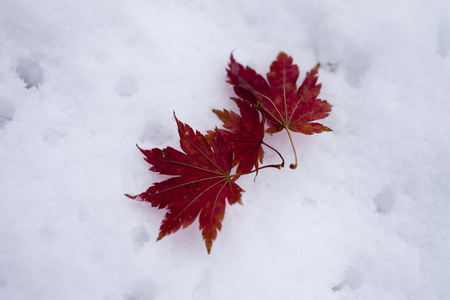 在雪中的树叶