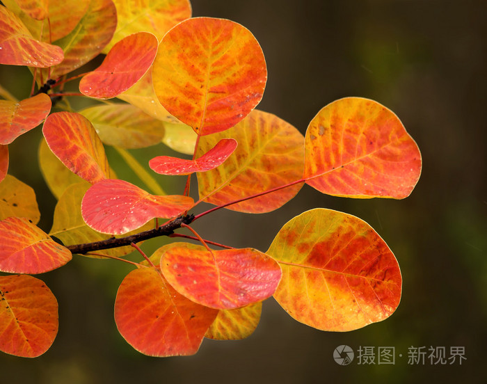 秋天的叶子