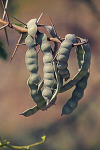 豆荚，Vachellia 罗非鱼，相思罗非鱼 Babhul 树，印度