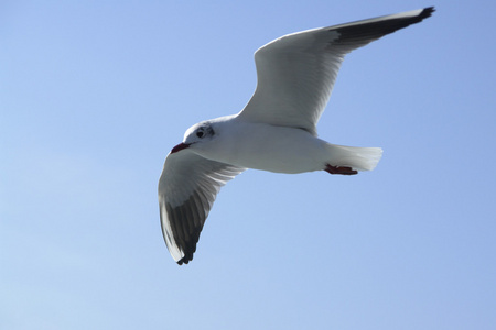 飞海鸥