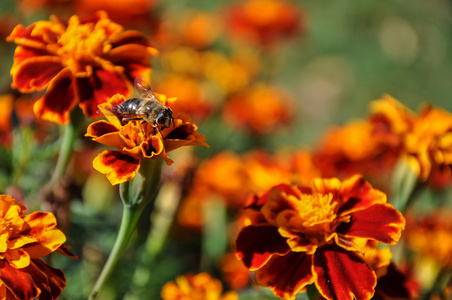 花蜜蜂万寿菊背景图片