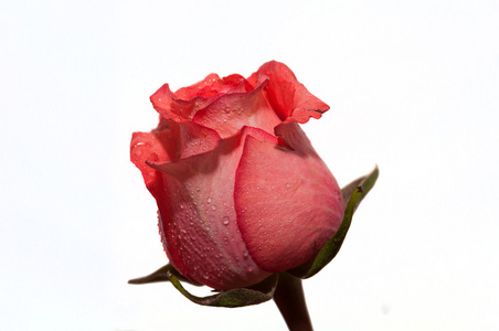 粉色玫瑰白色背景