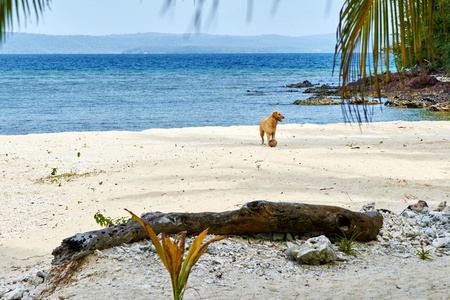 狗在沙滩上椰子