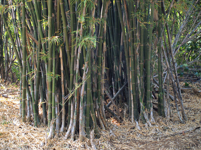 竹林。热带丛林里面的树背景