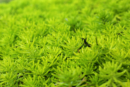 蕨类植物绿色的性质