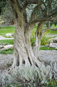 公园自然橄榄