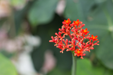 关闭了朵红色的花，热带花卉