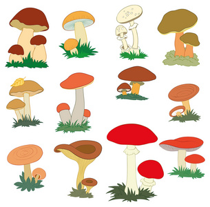 蘑菇集合