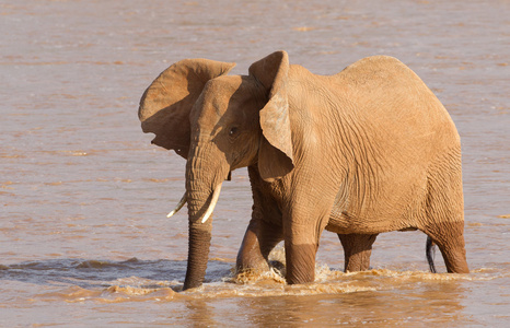 非洲大象 象是 穿越埃瓦伊洛河