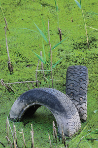 丢弃旧轮胎中污染的池塘水坑，水污染概念，垂直绿色甜草浮萍甘露草背景纹理图案，温柔的质感的景污染隐喻