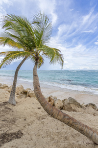 在海滩上的棕榈树