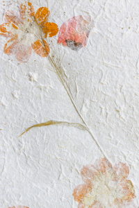 桑皮纸与干燥花纹理背景