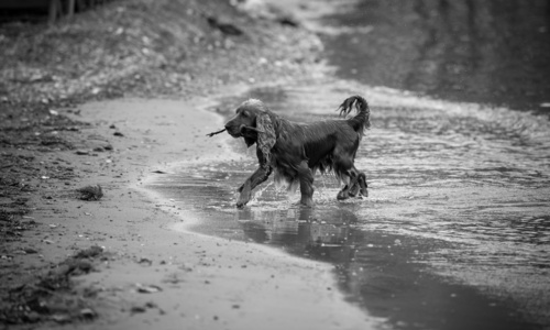 在沙滩上主动携带的狗的单色照片