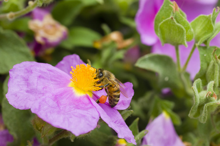 蜜蜂采集花粉从一块岩石上升