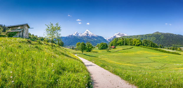 在阿尔卑斯山的田园夏日风景