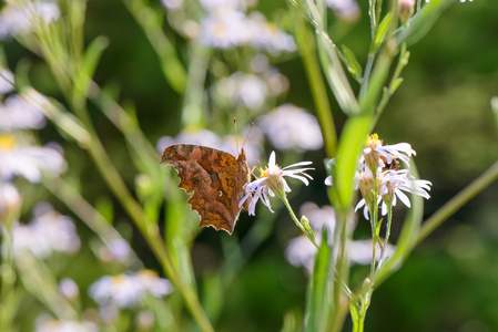 上一朵白花棕色蝴蝶