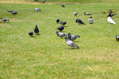 在草坪上的鸽子