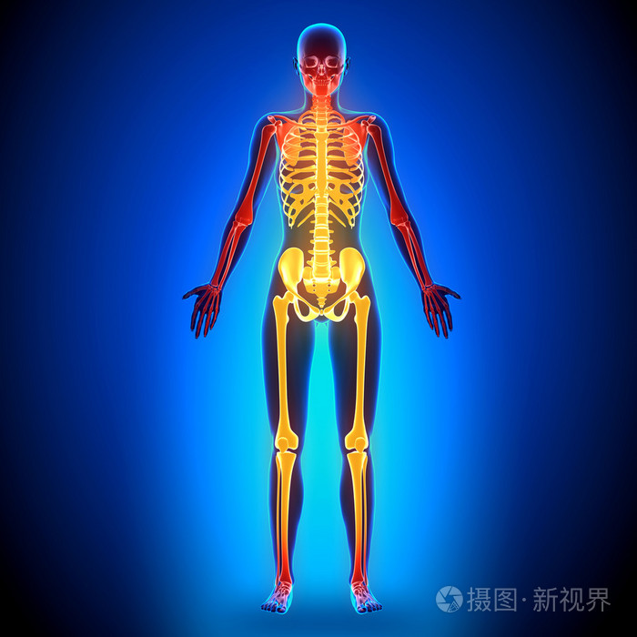 女性副完整的骨架解剖骨骼